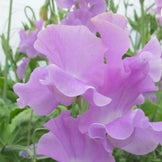 Sweet Peas