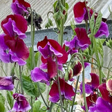 Sweet Peas