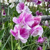 Sweet Peas