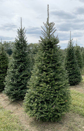 Choosing a Fresh Cut Christmas Tree