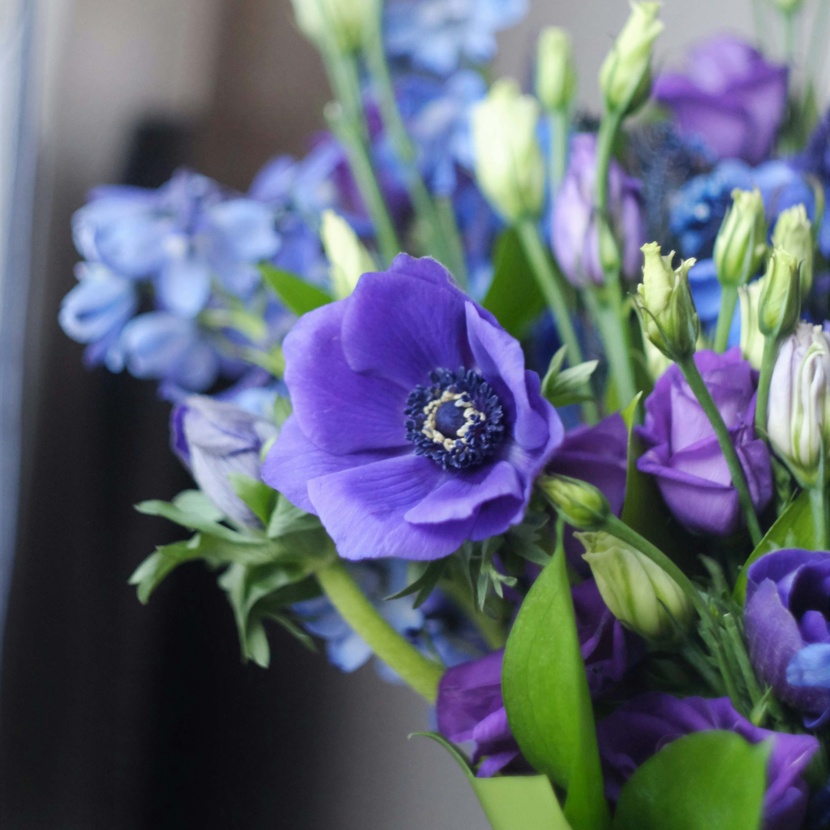 Unveiling the Charm of Italian Anemones: A Floral Jewel in Your Garden