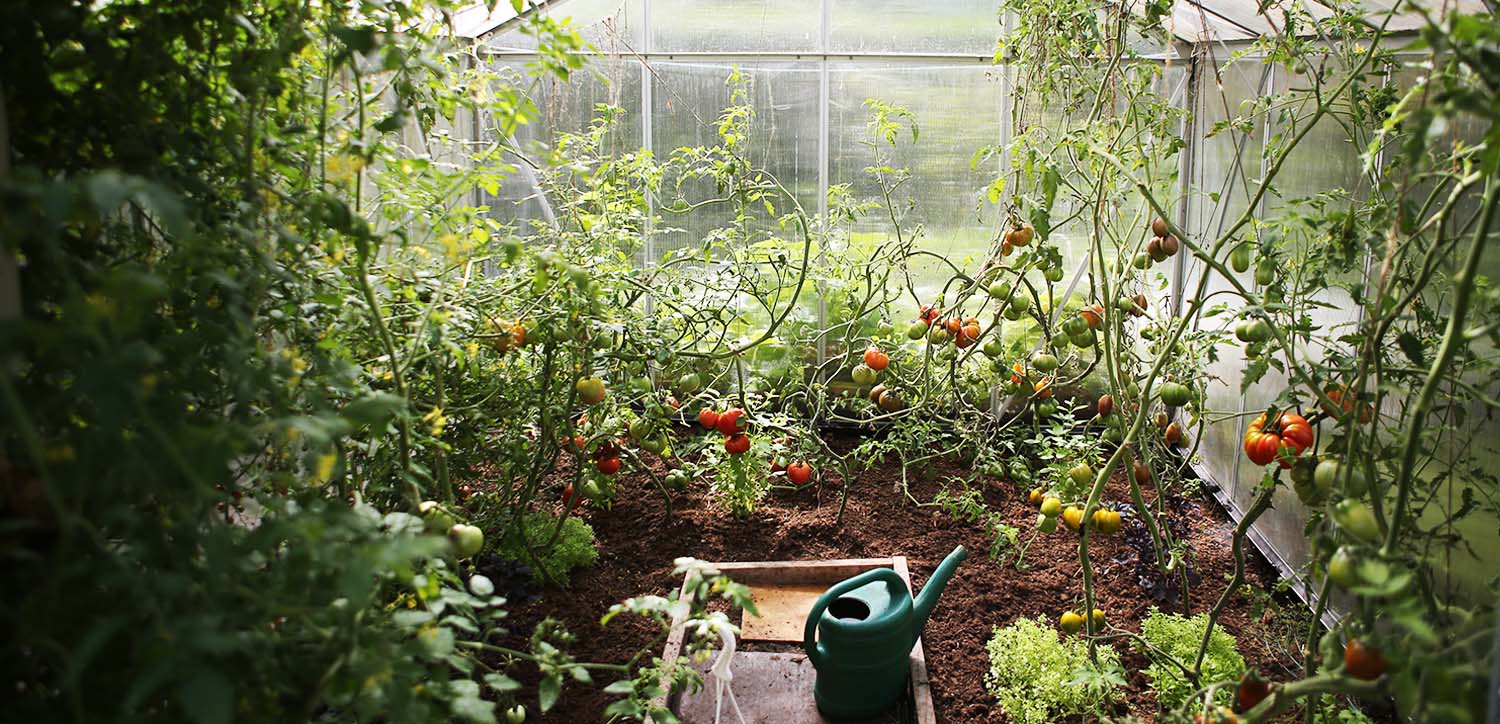 Popular Benefits of Growing Tomatoes at Home