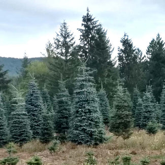 Choosing a Fresh Cut Christmas Tree