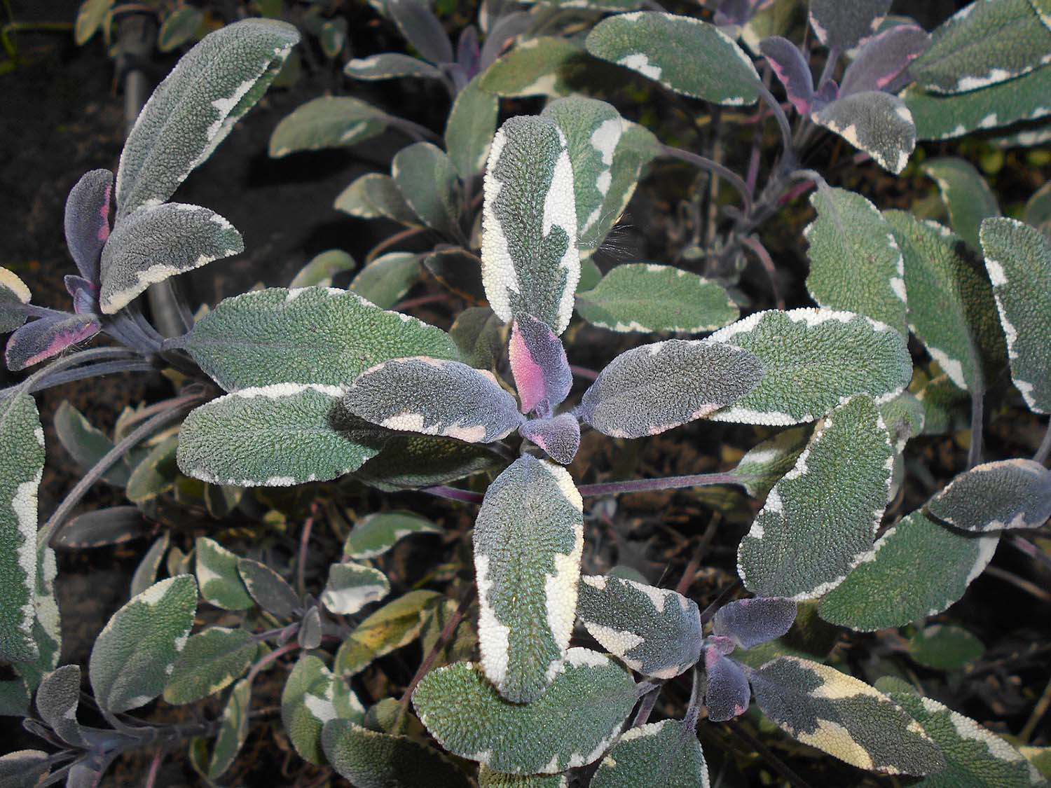 The Cool Cousins of the Herbs You Think You Know