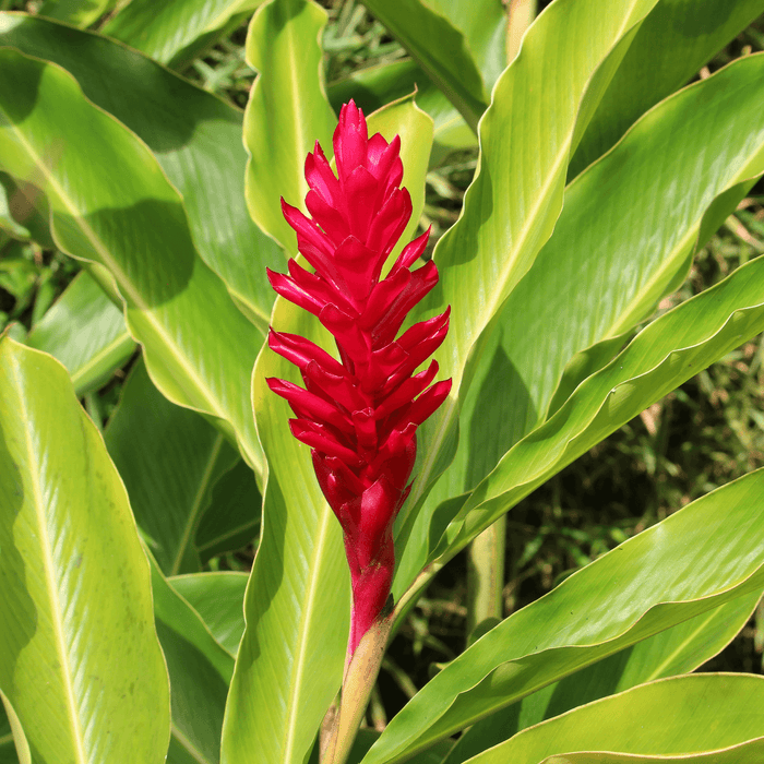 Tropical_Plants