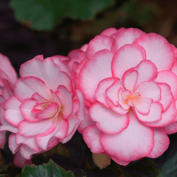 Tuberous_Begonias