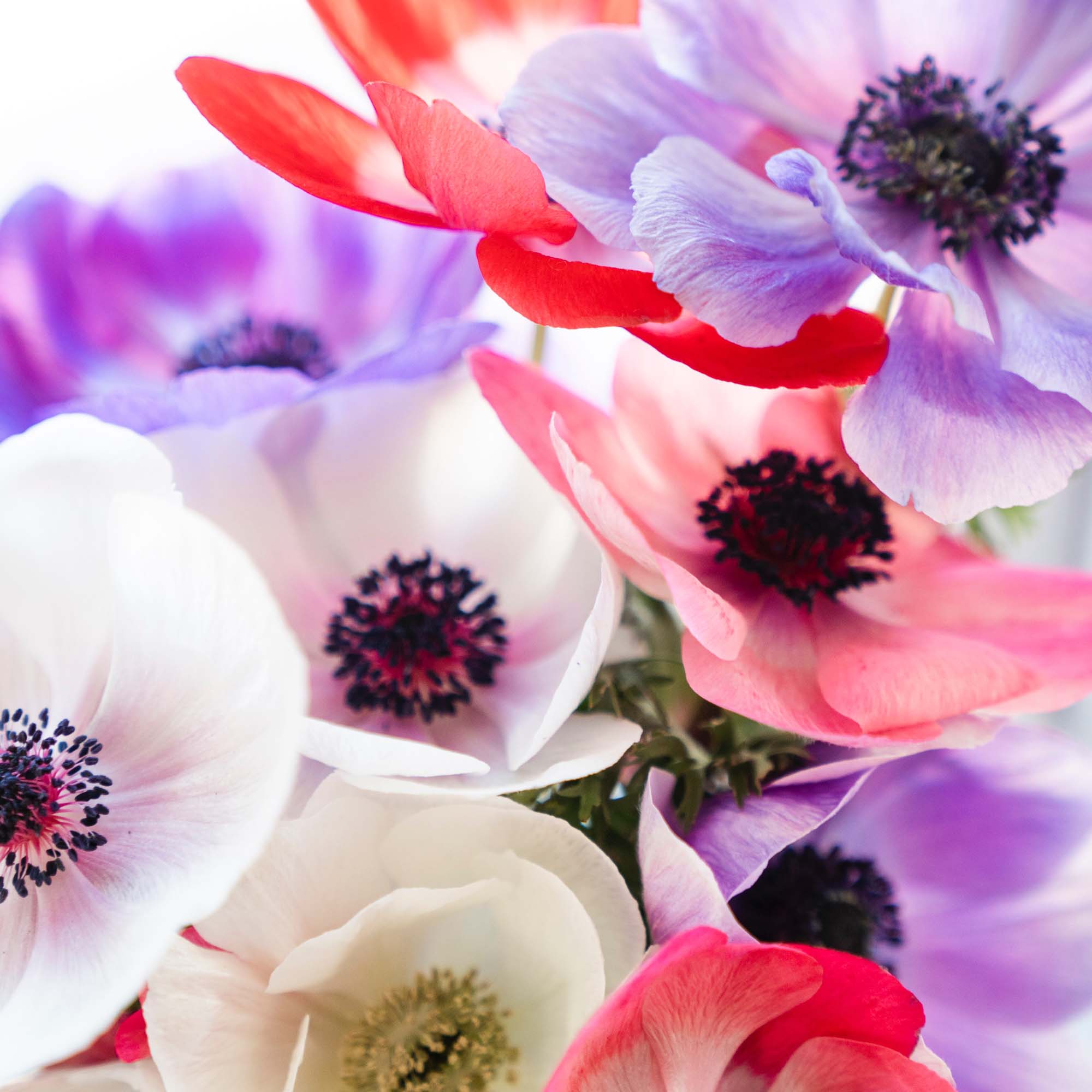 Unveiling the Charm of Italian Anemones: A Floral Jewel in Your Garden