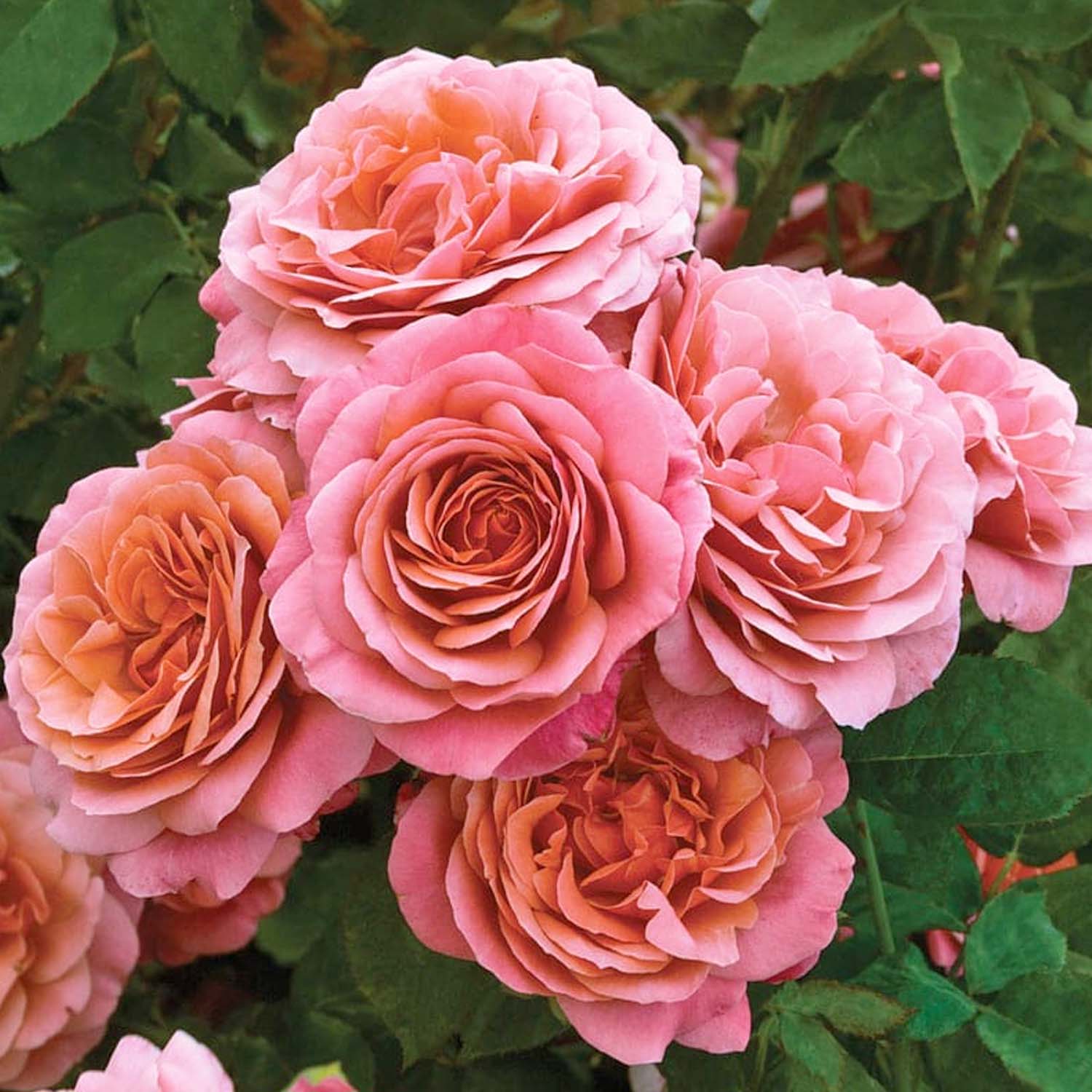 The Uptown Girl - 2023 Rose of the Year