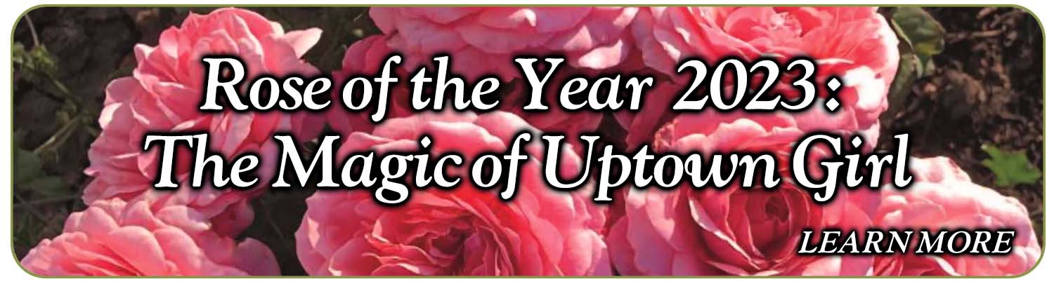 Rose of the Year: Uptown Girl Blog