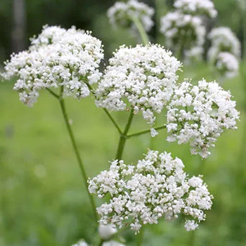 Valerian