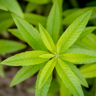 Herb Lemon Verbena  Sierra Vista Growers