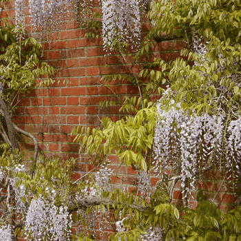 Wisterias