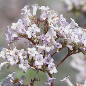 Yerba Santa