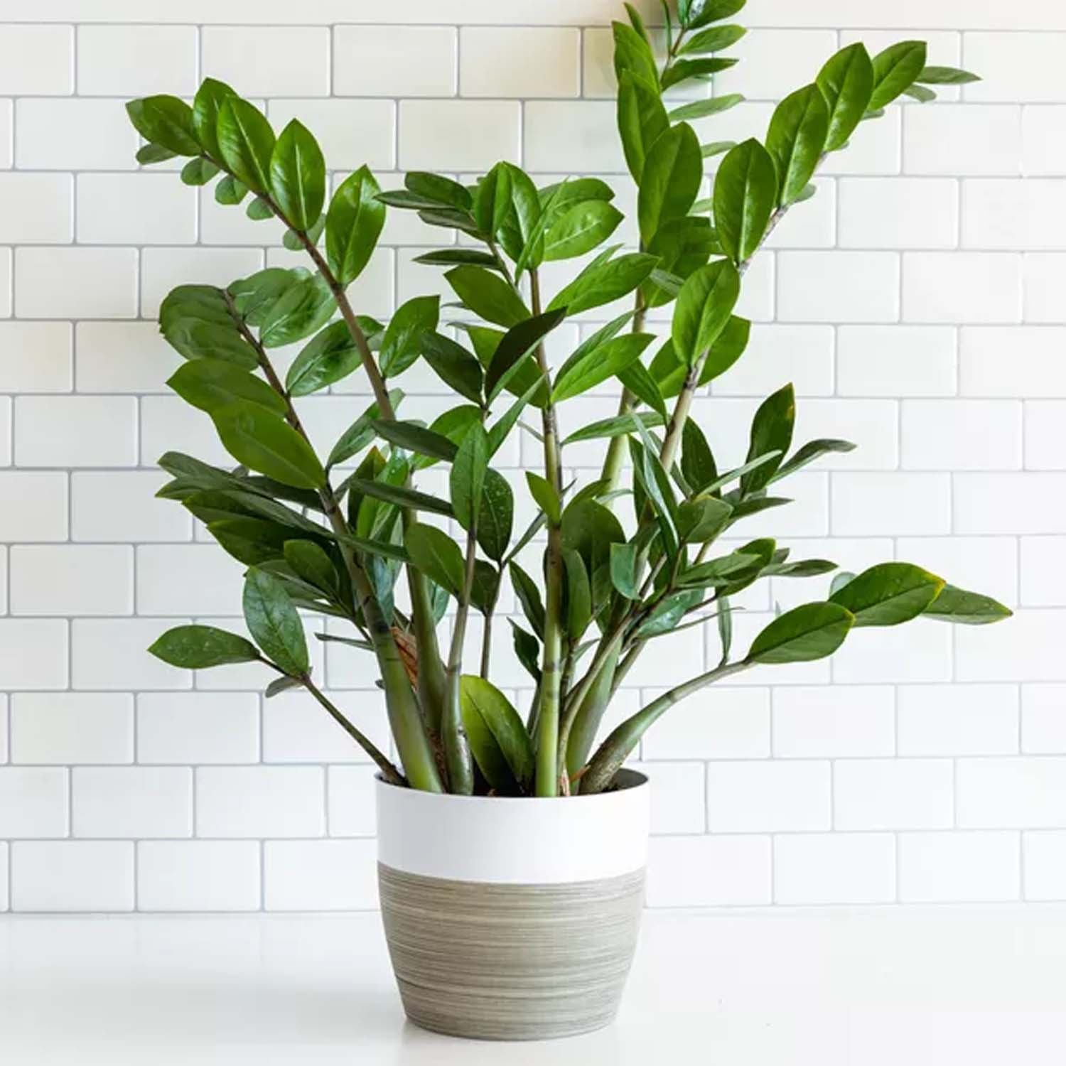 Double Pot your Houseplants - Laidback Gardener