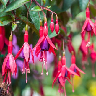 Pink & Purple Fuchsias At Outdoor Plant Store