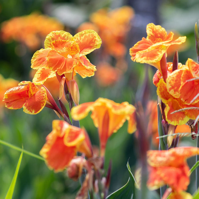 Yellow & Orange Variegated Cannas Flowers At An Outdoor Plant Nursery