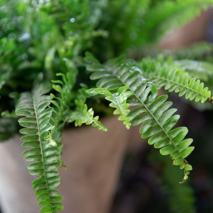 Asparagus Fern Landscaping Plant Southern California
