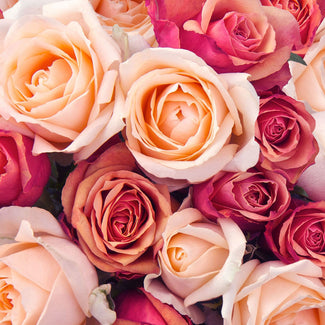 Disease Resistant Rose Bouquet