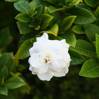 Fragrant White California Gardenia Plant
