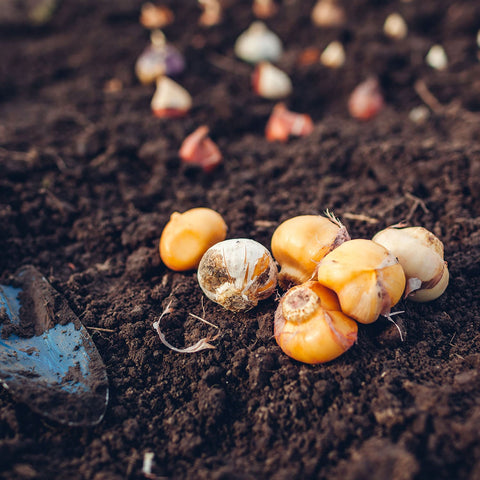 Bulbs About To Be Planted At Orange County Nursery