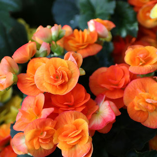 Orange Begonias At Plant Nurseries Orange County CA