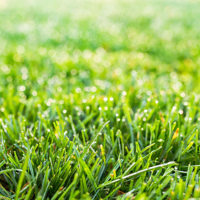Close Up Of Green Lawn At A California Nursery