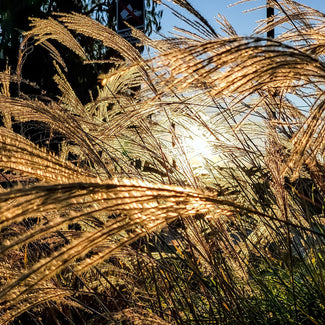 Ornamental Grasses In Southern California Garden