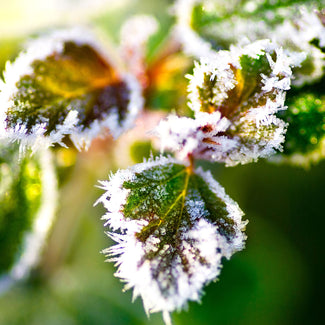 Frost Covering Leaves Of A Hardy Rose Bush