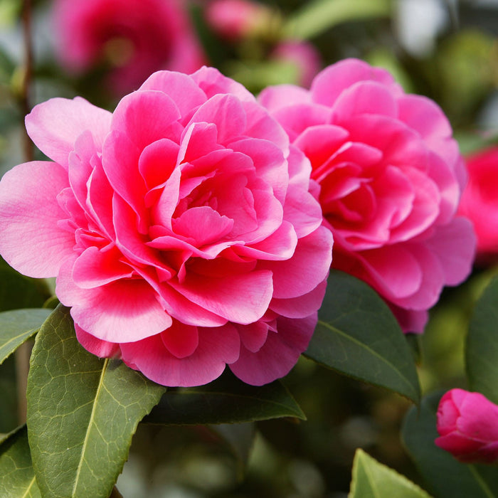 Pink Outdoor Camellias Plant For Shade