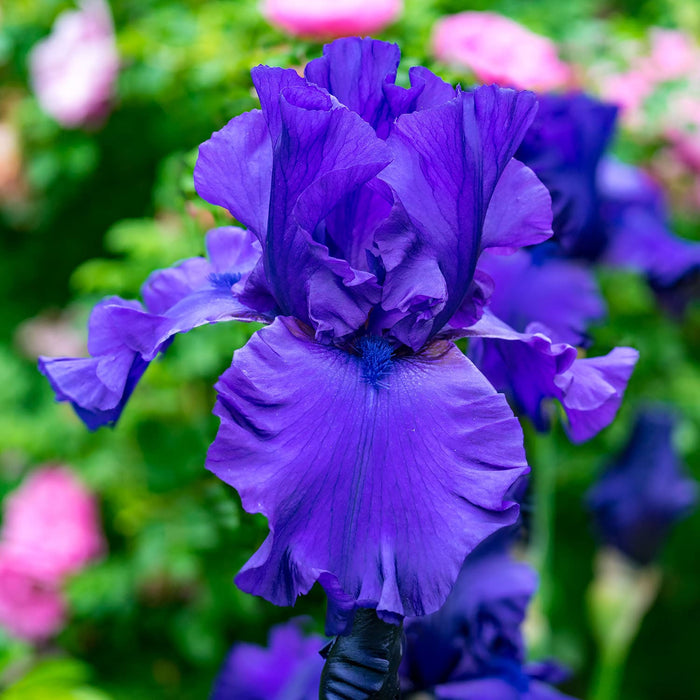Blue Bearded Iris At Plant & Garden Store