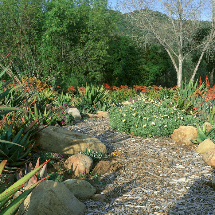 California Friendly Drought Tolerant Landscaping Plants