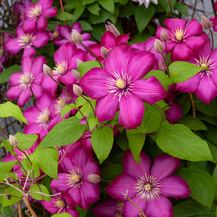 Purple Flowering Southern California Clematis Plant