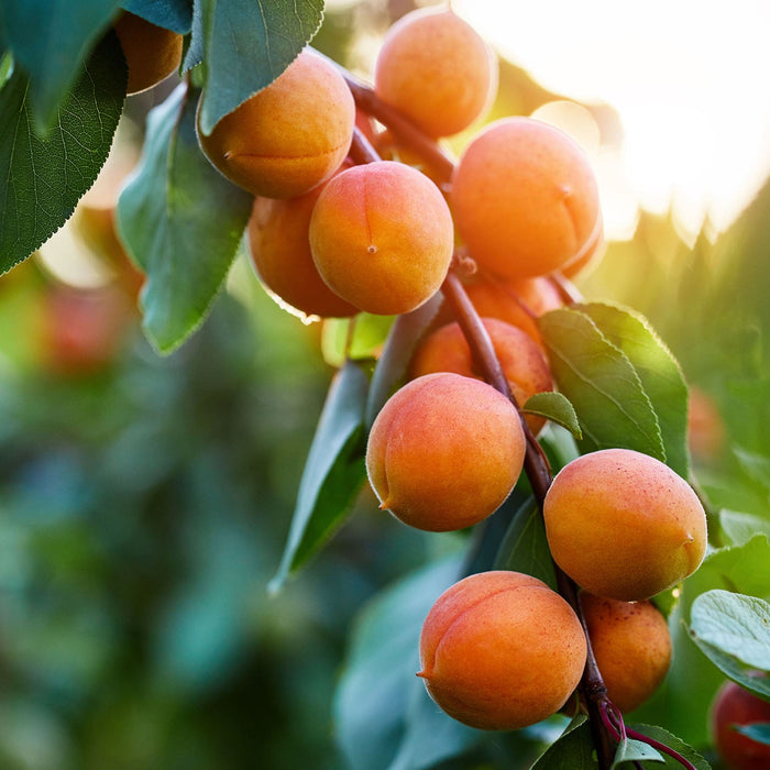 Apricot Tree At Orange County Plant Nursery