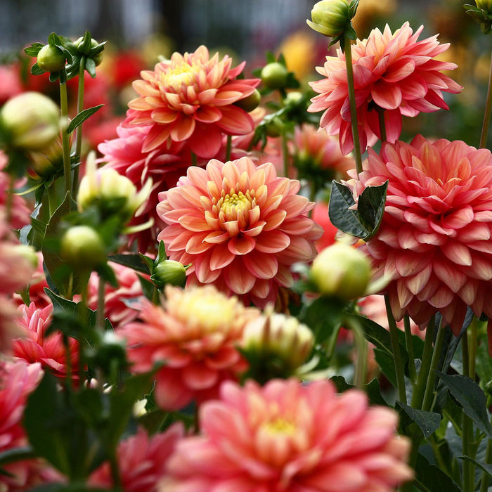 Pink & Yellow Perennial Flowers At Orange County Nursery