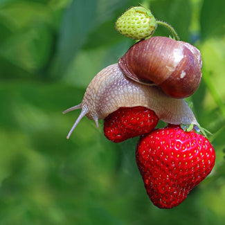 Snail Eating A Strawberry That Is Hanging On The Vine