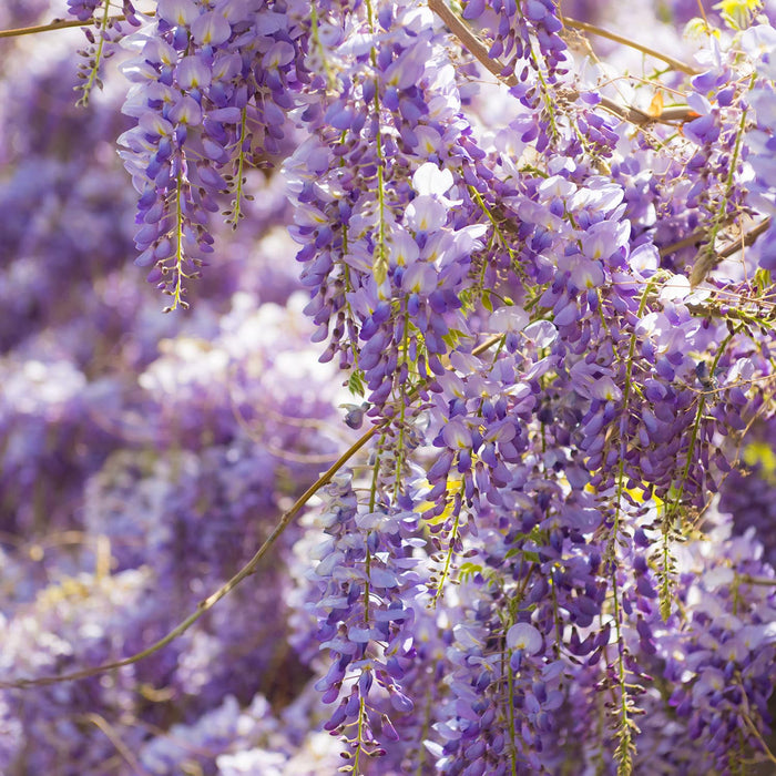 Blooming Wisteria At Orange County Nursery