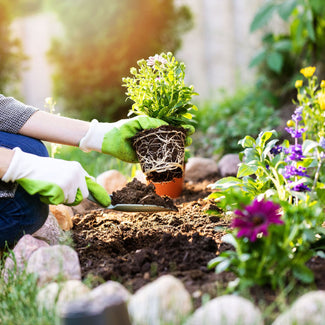 Woman Planting Flowering Full Sun Plants In Orange County Garden