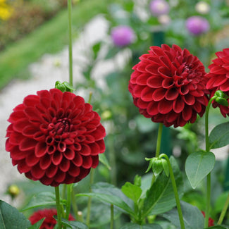 Red Dahlias For Patio Plant Arrangements