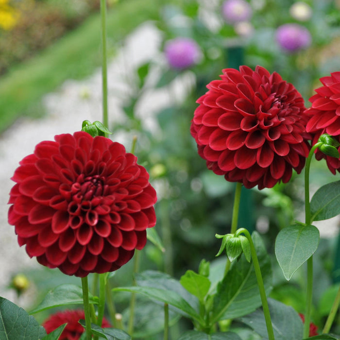 Red Dahlias For Patio Plant Arrangements