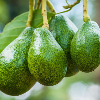 Southern California Avocados On Tree