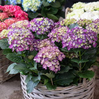 Hydrangeas In Modern Indoor & Outdoor Planter