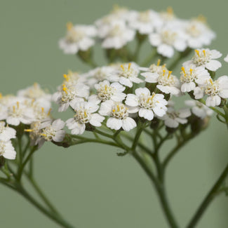 White Southern California Ground Cover Plants