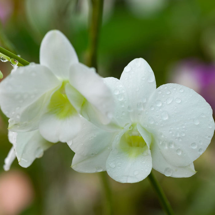 Indoor Orchid Plants In Orange County