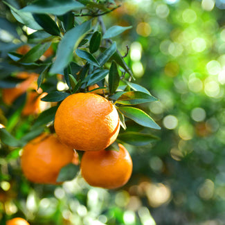 Citrus Tree In Bloom At Home & Gardens Store