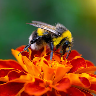 Bee On An Orange Marigold At An Orange County Nursery