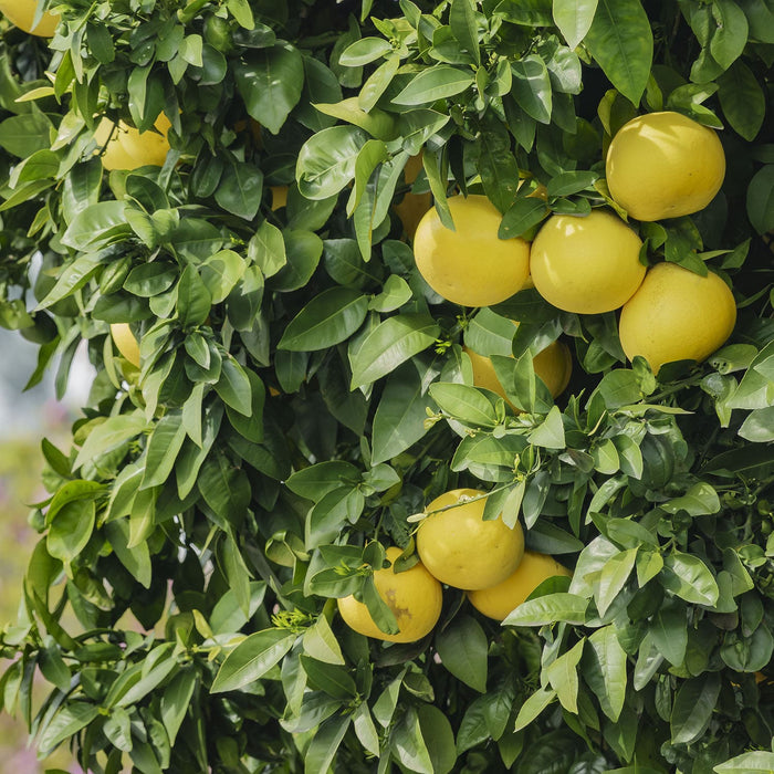 Citrus Tree At Plant & Garden Store