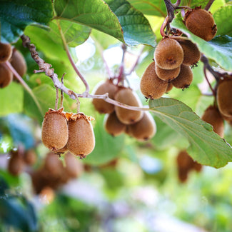 Kiwi Fruit On Tree Outdoor Plant Nursery