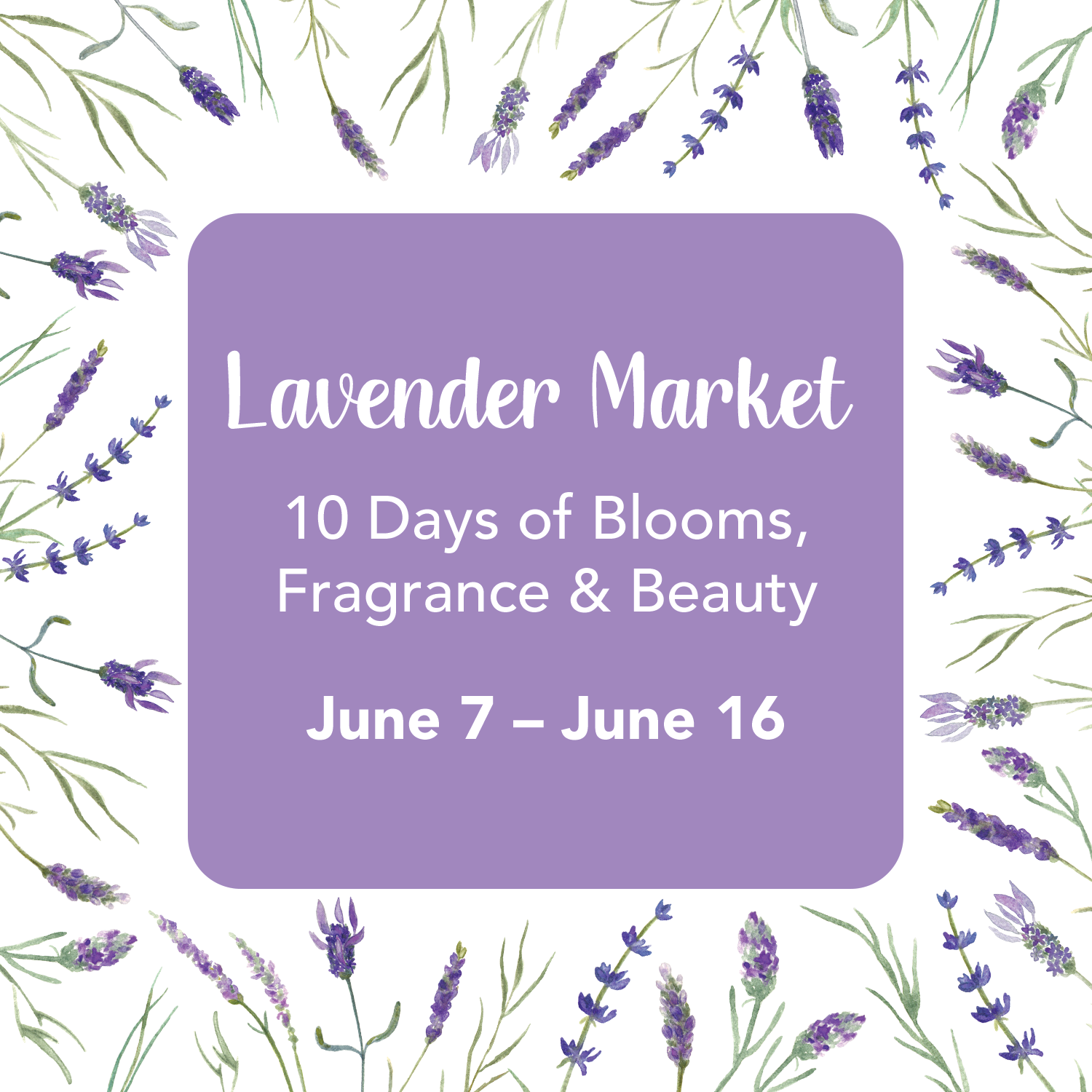 Lavender Market
