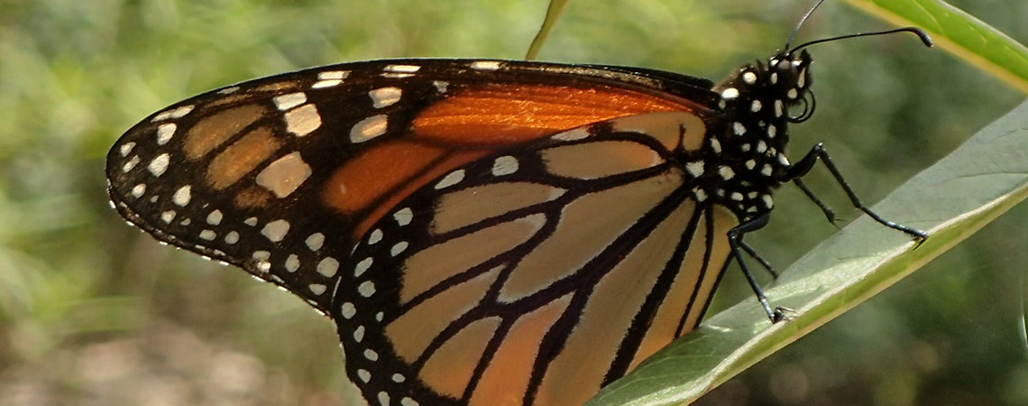 Monarch Butterfly Endangered? – Roger's Gardens