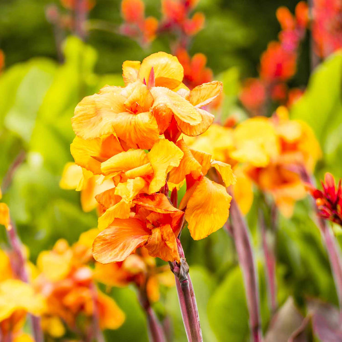 Pack Of Alyssum Flowers In Orange County